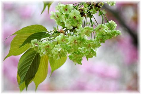 綠色的花有哪些|世界上有什么花的颜色是绿色的？